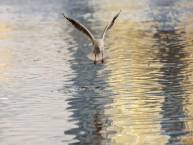 Dalış sürecinde martı