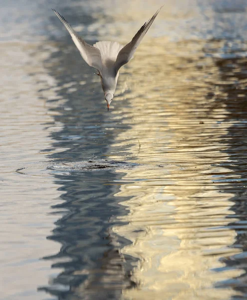 Black Headed Gull Dives Get Food — Stock Photo, Image