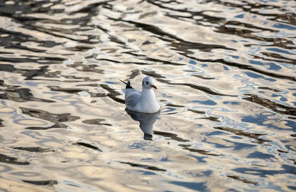 Pescăruș Negru Lac — Fotografie, imagine de stoc