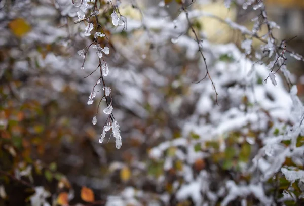 氷でカバーされる枝 — ストック写真