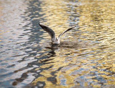 Gölde siyah başlı martı