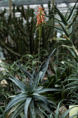 Aloe is blooming in a greenhouse
