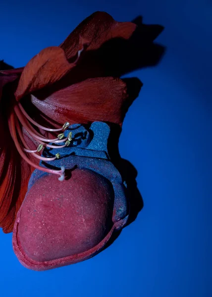 A bath bomb in the form of an anatomical heart and red amaryllis flower