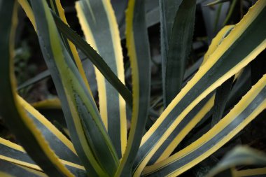 Striped leaves of agave plant