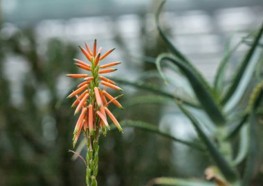 Close-up view of aloe flower