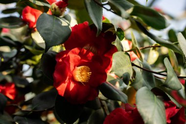 Red camellia flower in sunlight
