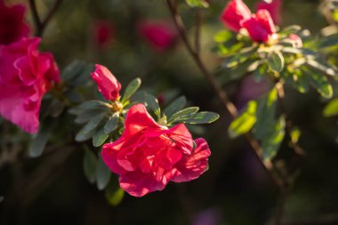 güzel kırmızı açelya çiçek