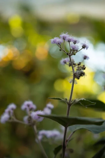 Flor Púrpura Fofa Blueweed — Fotografia de Stock