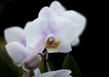 Orkide çiçeğinin yakın görüntüsü