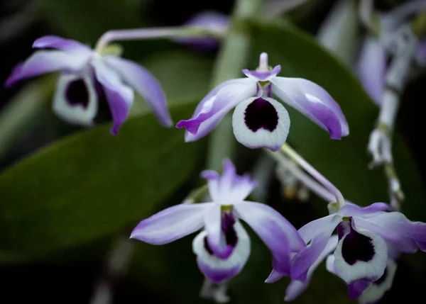Vista Ravvicinata Dei Fiori Del Orchid — Foto Stock
