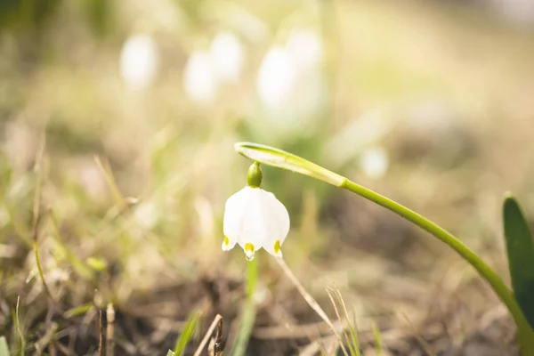 Nahaufnahme Der Schönen Schneeglöckchen Blume Garten — Stockfoto