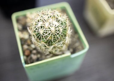 Tenceredeki küçük kaktüsün yakın görüntüsü.