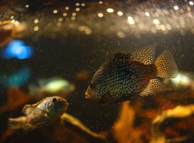 Akvaryumdaki balıklar