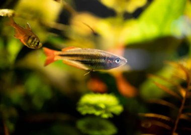 Akvaryumdaki balıklar