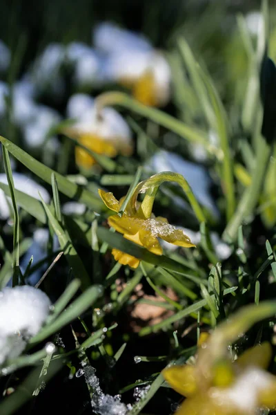 Narcissen Sneeuw Tussen Het Gras — Stockfoto