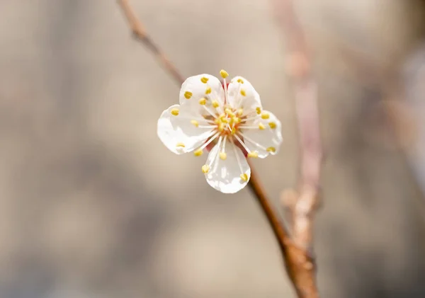 Fleur Abricot Jour Printemps — Photo