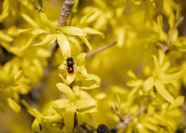 Forsycja Kwiaty Pszczołą Jednym Nich — Zdjęcie stockowe