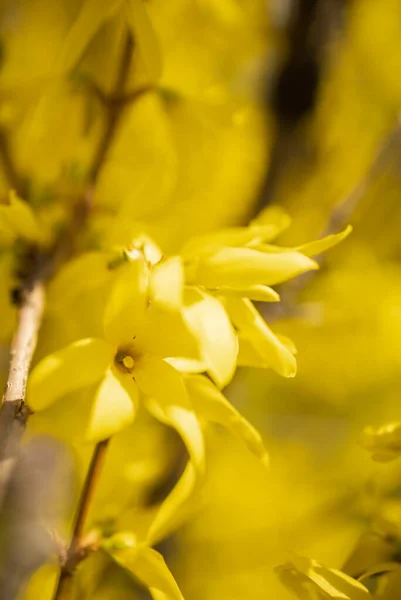 Forsycja Kwiaty Wiosenny Dzień — Zdjęcie stockowe