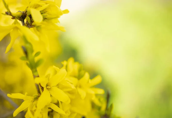 Forsycja Kwiaty Wiosenny Dzień — Zdjęcie stockowe