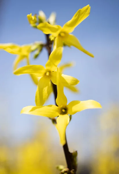 Квіти Форсайї Весняний День — стокове фото