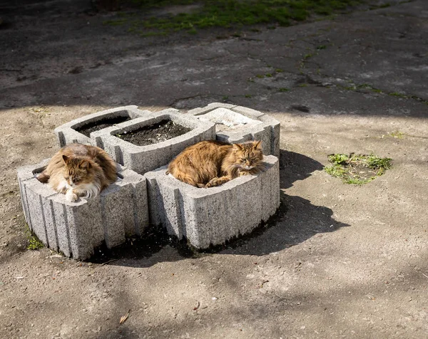 Macskák Sütkéreznek Napon — Stock Fotó