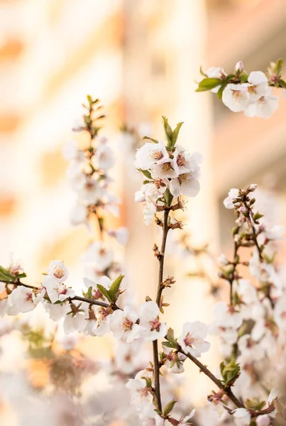 春日开满樱花的枝条 — 图库照片