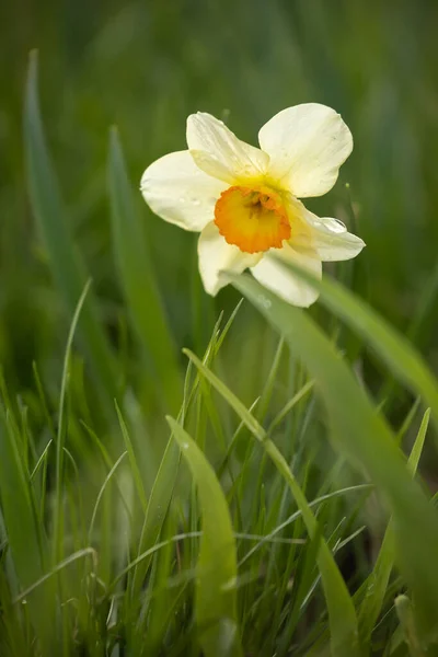 Beautiful Daffodil Grass — Stock Photo, Image