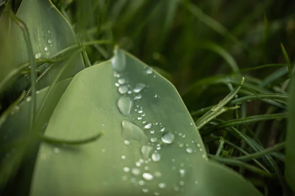 Zielony Liść Kroplami Deszczu Zielona Przyroda — Zdjęcie stockowe