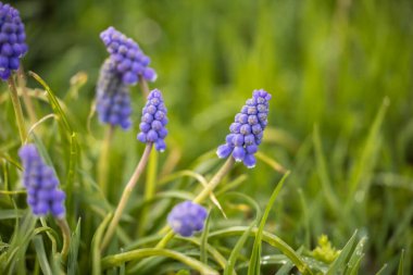 Çimenlerin arasında Muscari çiçekleri
