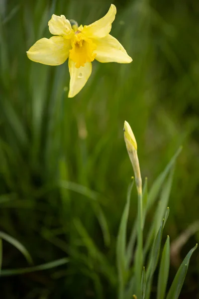 stock image Yellow daffodil among grass