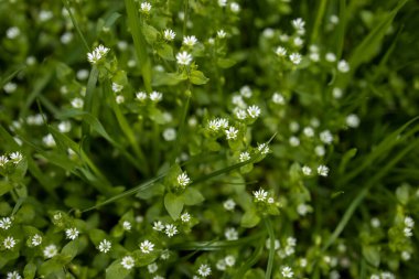 Küçük beyaz çiçekler çiçek arkaplanı