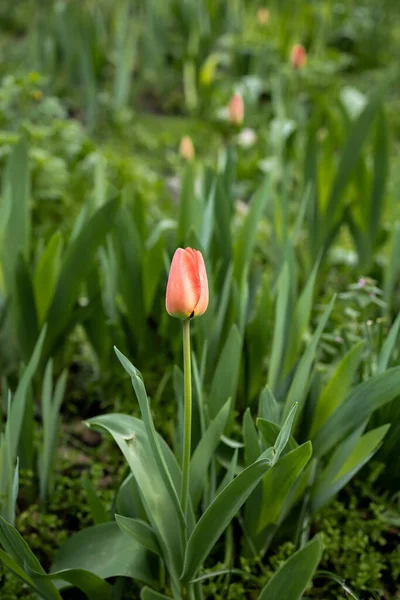 Tulipán Rojo Único Entre Vegetación — Foto de Stock
