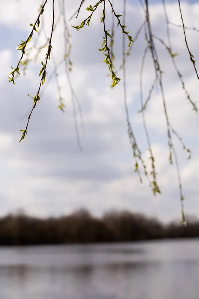 川の上に若い葉を持つ柳の枝 — ストック写真