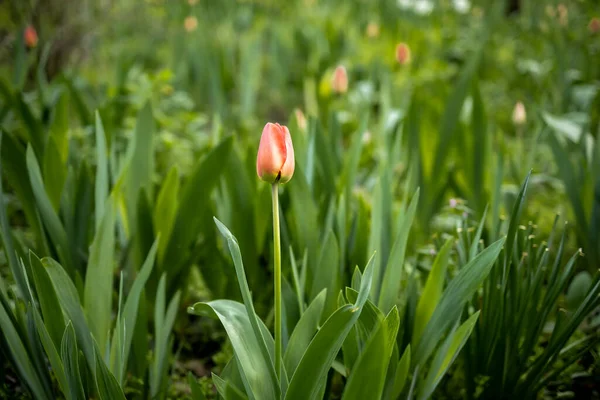 Tulipán Rojo Único Entre Vegetación — Foto de Stock