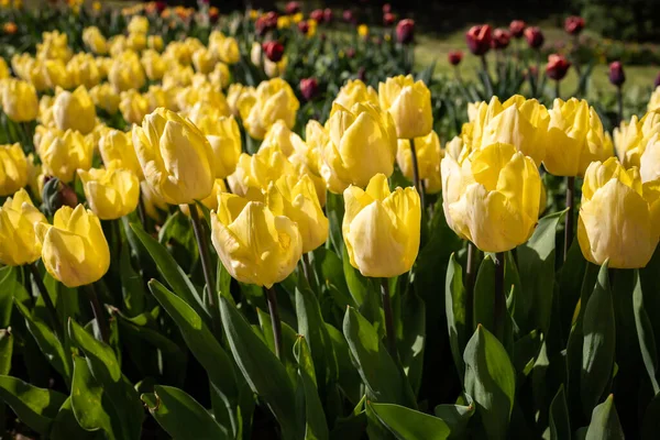Vista Cerca Tulipanes Amarillos — Foto de Stock