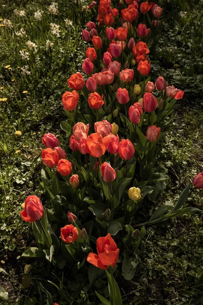 Macizo Flores Tulipanes Rojos Rosas — Foto de Stock
