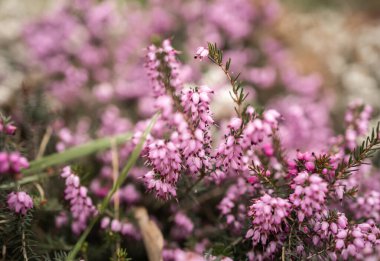  Güzel pembe Erica çiçeklerinin yakın çekim görüntüsü 