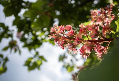 Güneşli bir günde açan kestane dalı