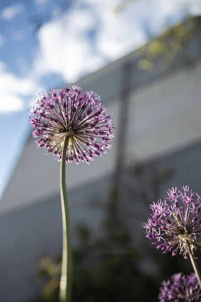 Kwiat Allium Rosenbachianum — Zdjęcie stockowe