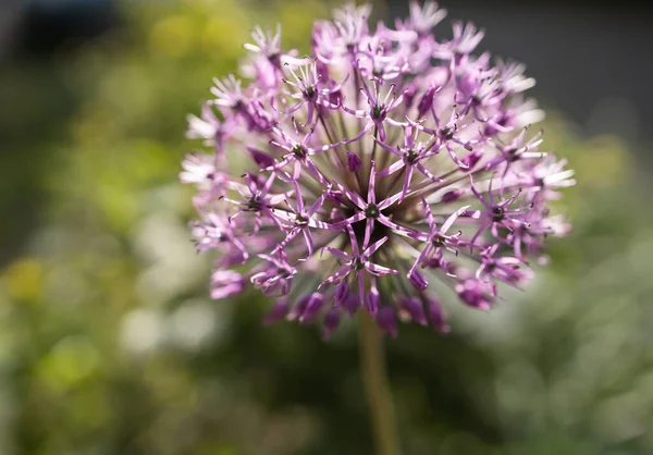Närbild Allium Blomma — Stockfoto