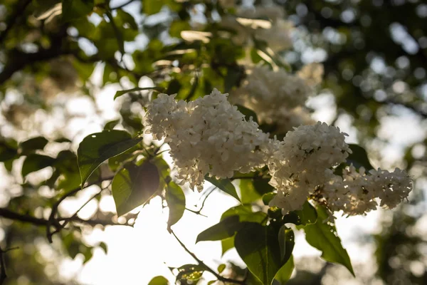 Białe Kwiaty Lilii Świetle Słonecznym — Zdjęcie stockowe