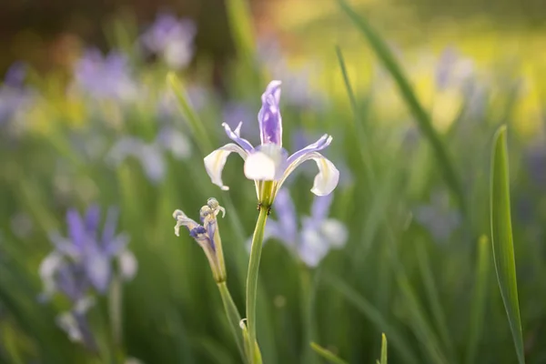 Nahaufnahme Der Schönen Irisblume — Stockfoto