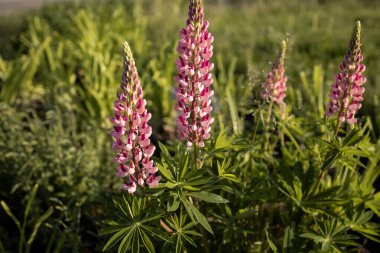 Çimenlerin arasında parlak çiçekler
