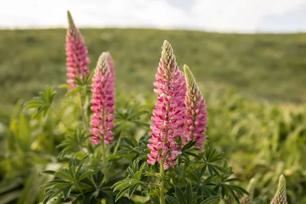 Pembe lupin çiçekli manzara