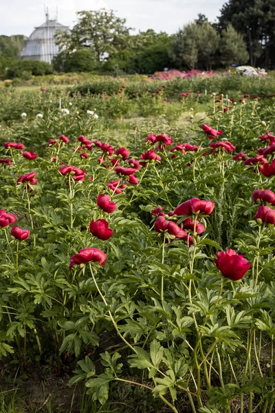 Flores Peonía Jardín Botánico — Foto de Stock