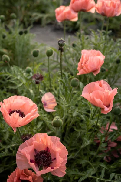 stock image Beautiful pink poppy flowers