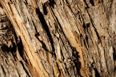 Ağaç kabuğunun dokusu