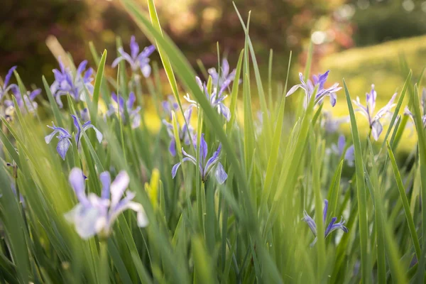 Blumenbeet Aus Irisblumen — Stockfoto