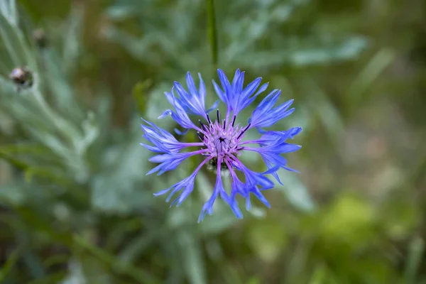 Vista Close Cornflower Azul — Fotografia de Stock
