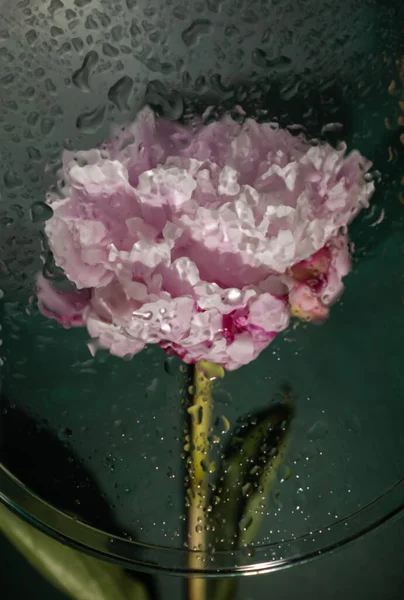 水滴在玻璃杯下的牡丹花 — 图库照片